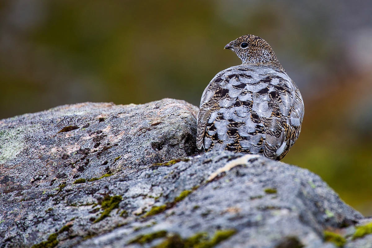 lofoten Rock ptarmigan